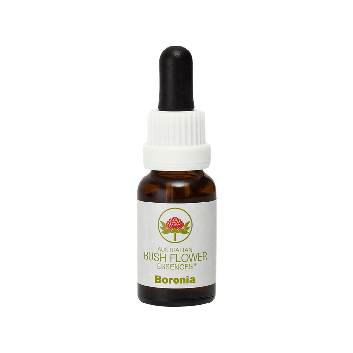 Boronia Flower Essence helps resolve stuck thoughts, events or ideas, bringing clarity and focus. Ideal for breaking old habits, dealing with ended relationships and enhancing creative visualisation for auditory or kinaesthetic individuals.