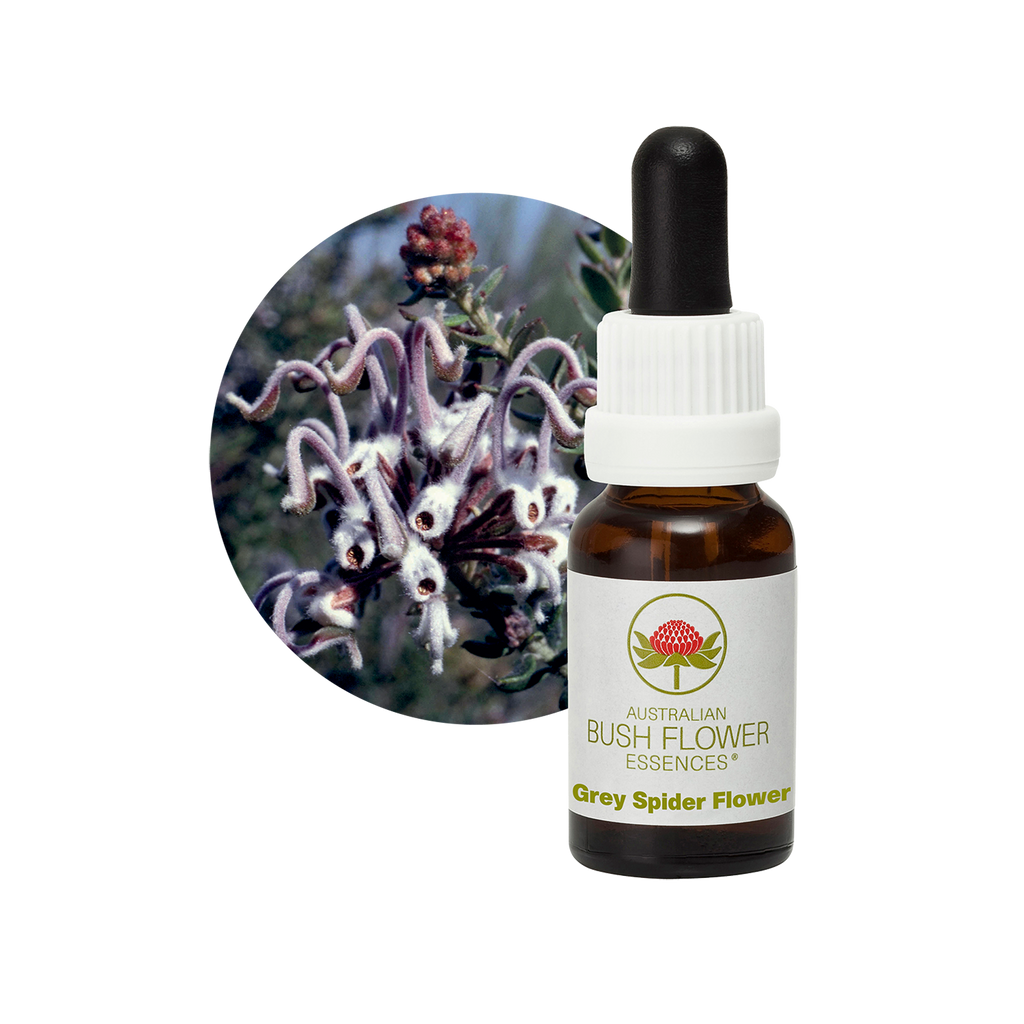 Grey Spider Flower - Australia – Australian Bush Flower Essences