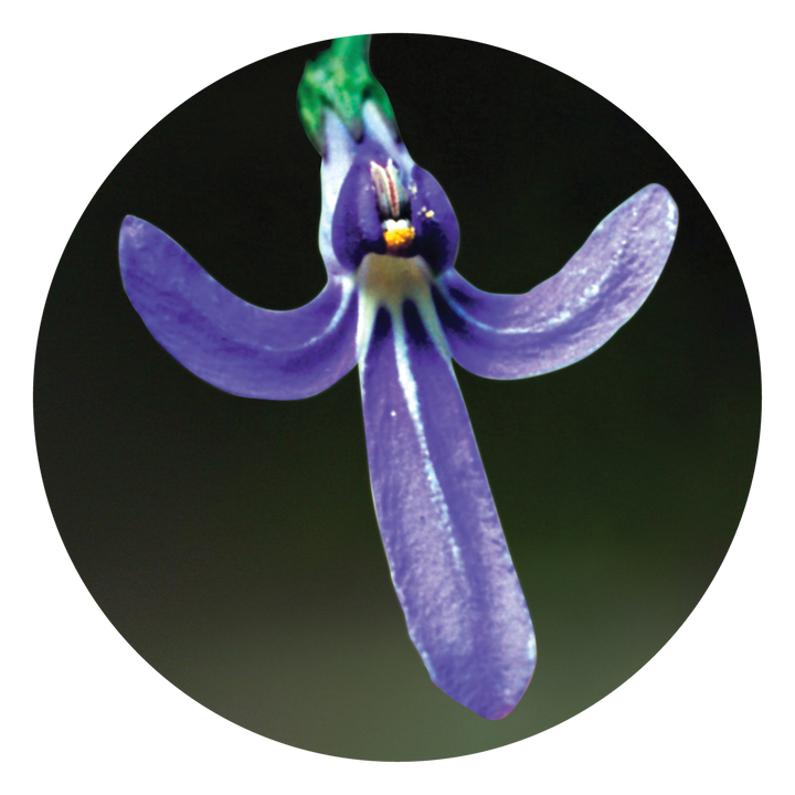 Angelsword - Australia