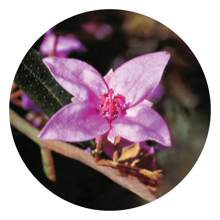 Image of Boronia bush flower, perfect for resolving lingering thoughts and events. This essence promotes clarity, focus and is beneficial for breaking old habits and dependencies. It also aids in overcoming the emotional impact of ended relationships.