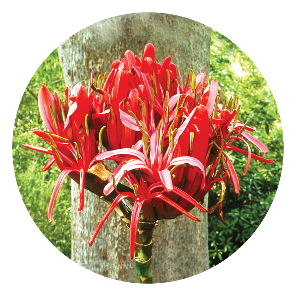 gymea lily flower essence Gymea Lily Bush Flower Essence – Australian Bush Flower Essences