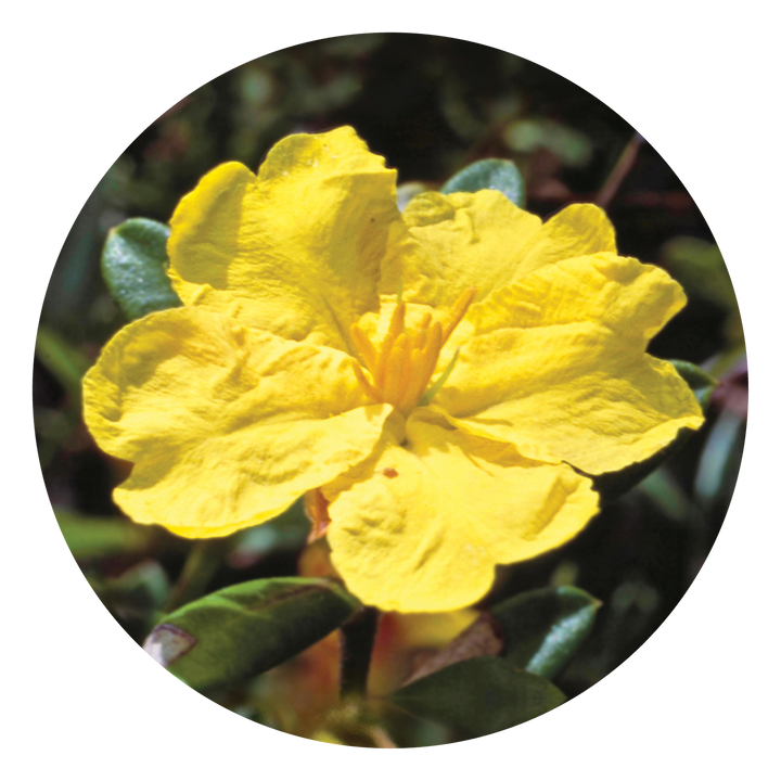 Hibbertia - Australia