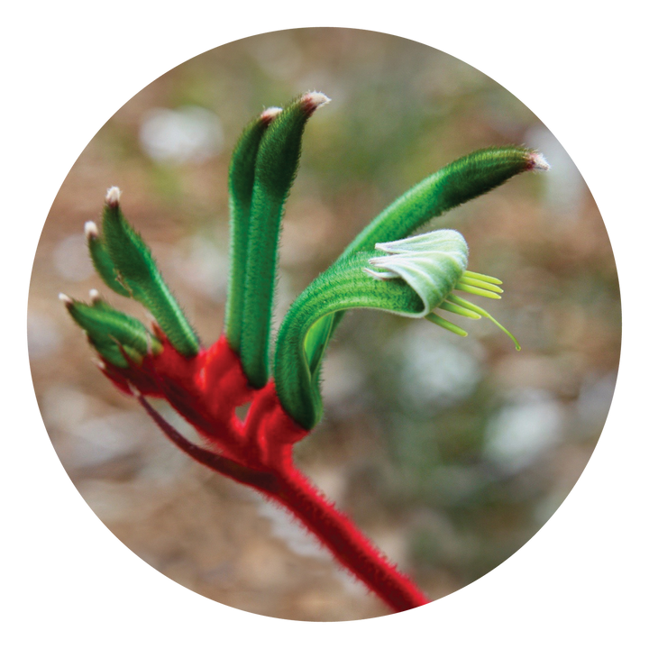Kangaroo Paw - Australia