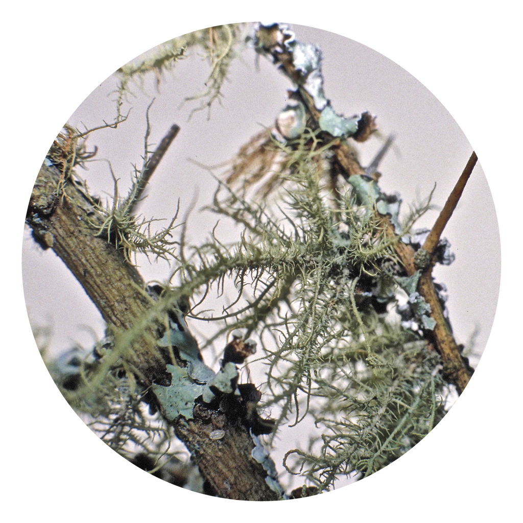 lichen-australia-australian-bush-flower-essences