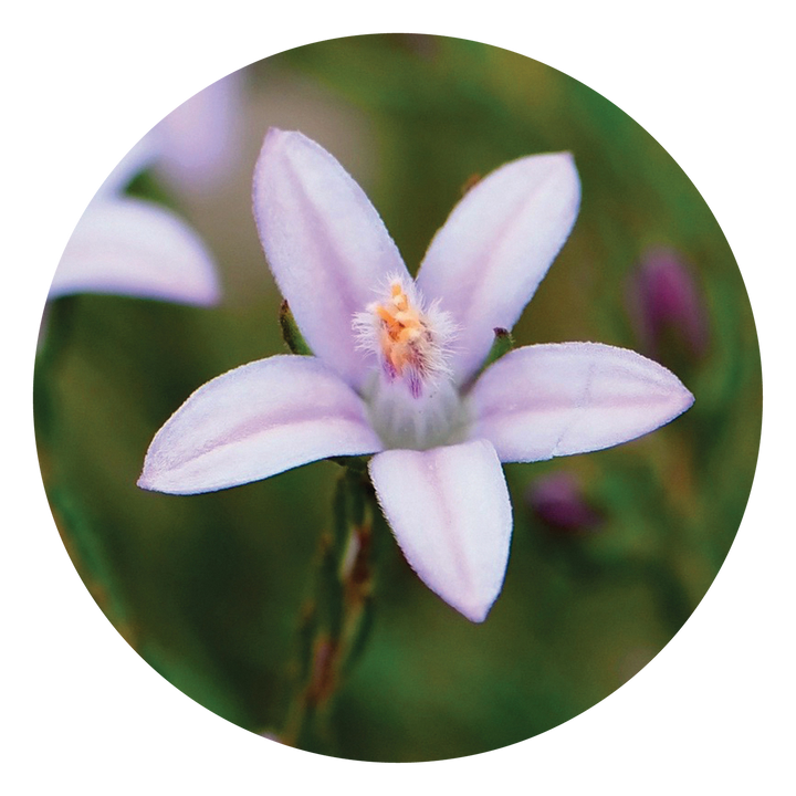 Philotheca - Australia