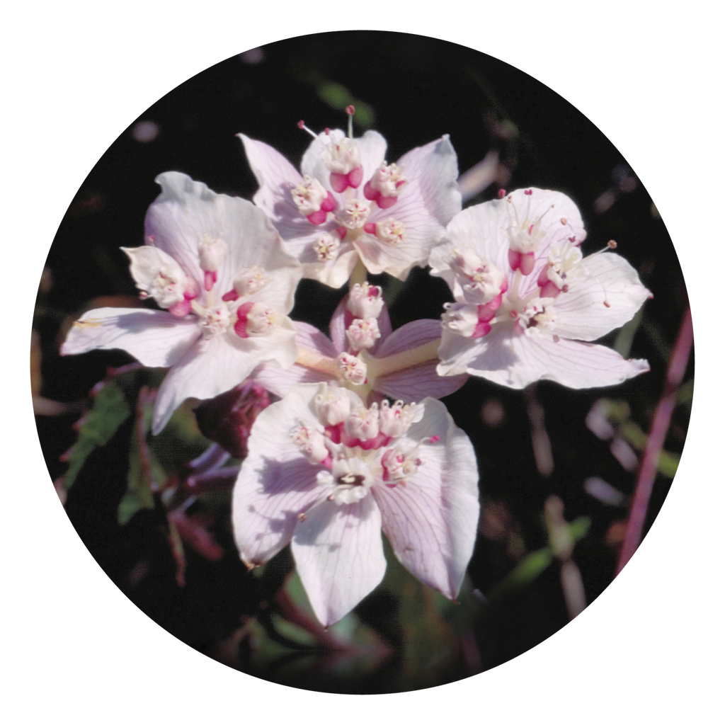 Southern Cross - Australia – Australian Bush Flower Essences