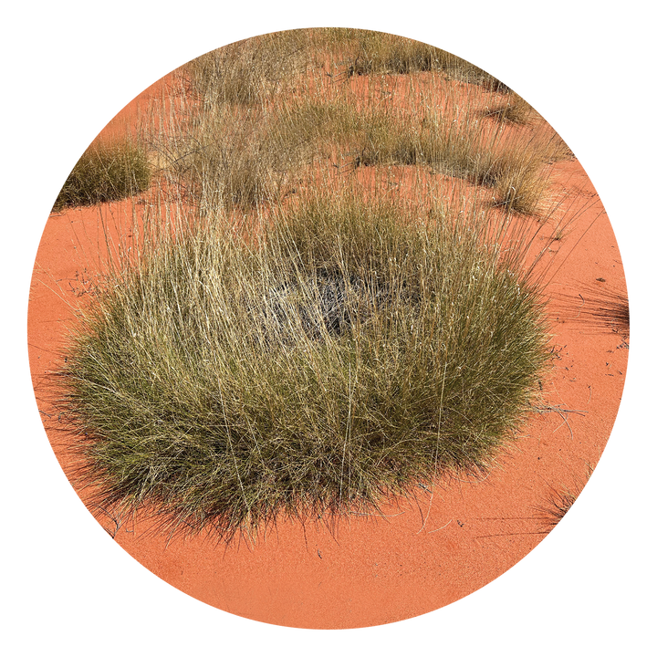 Spinifex - Australia
