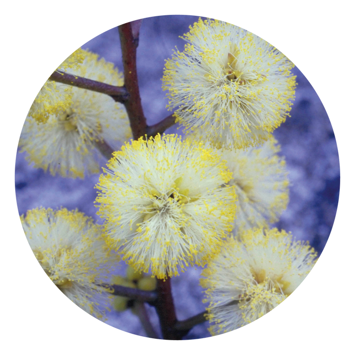 Sunshine Wattle - Australia