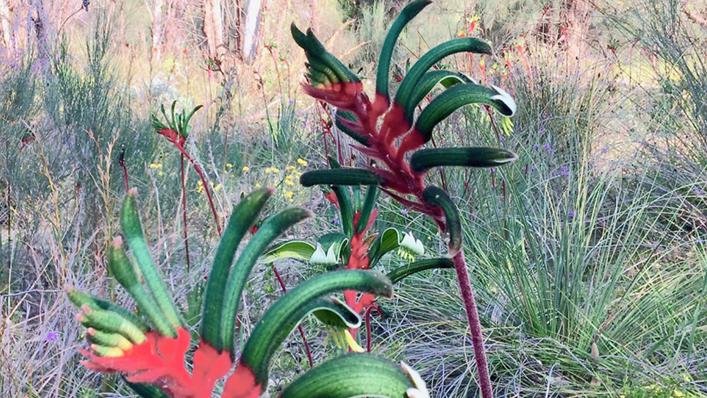 Ian's April 2023 Video Newsletter