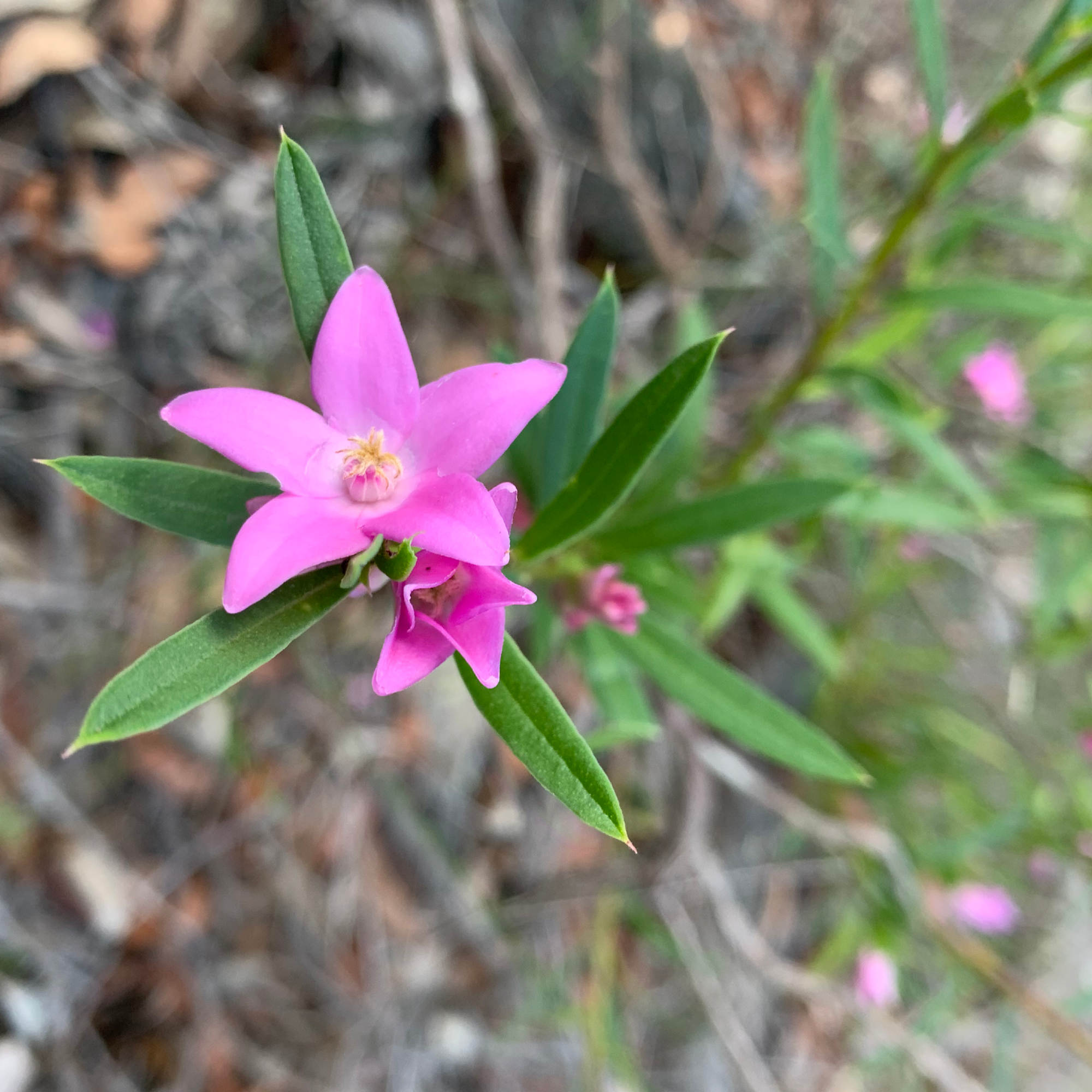 Ian’s April 2024 Video Newsletter