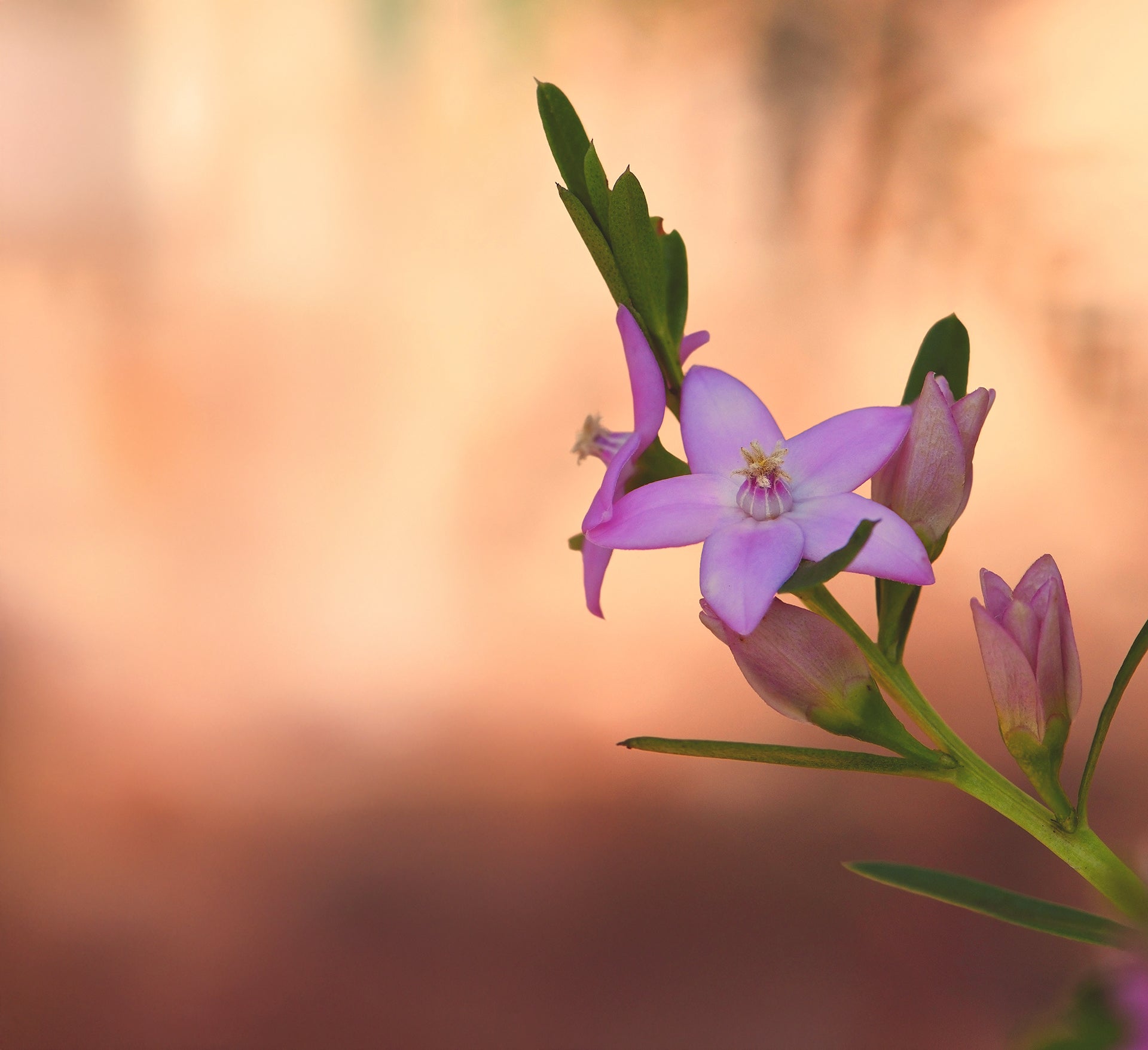 Ian's April 2025 Newsletter