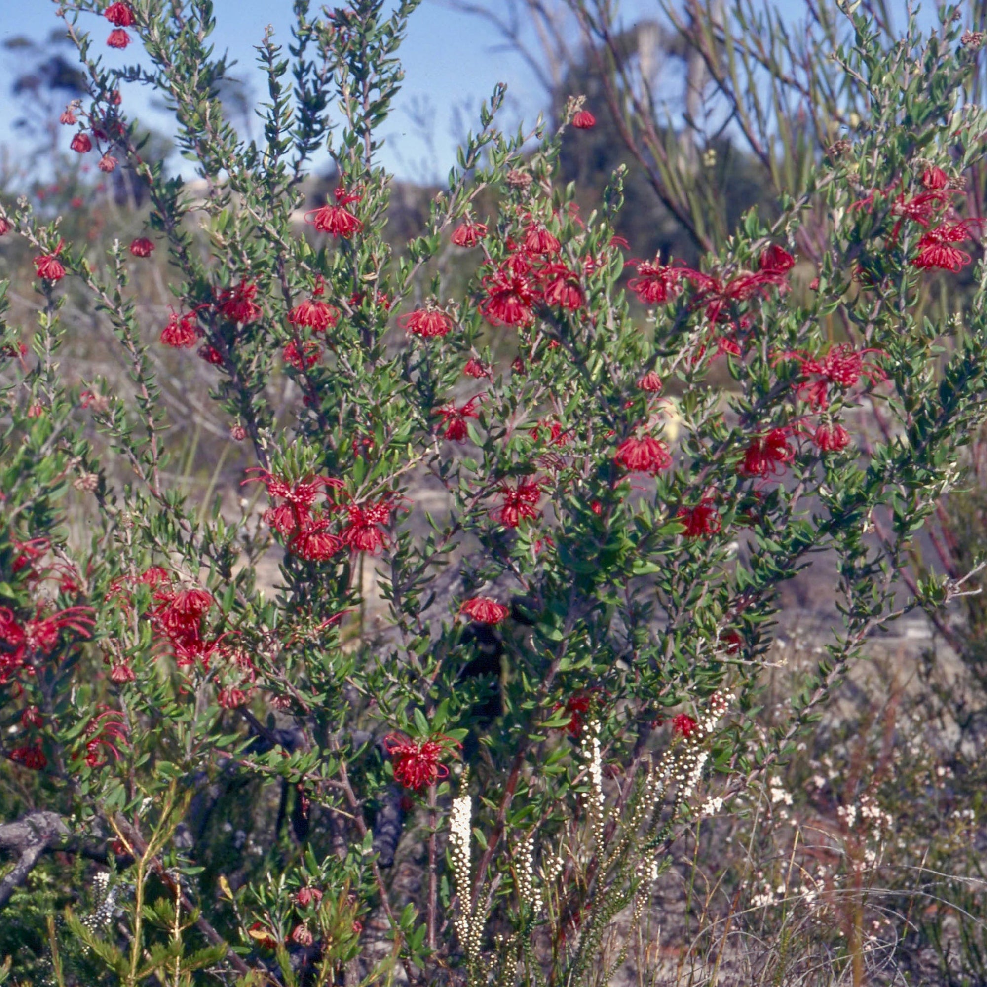 Ian's December 2022 Video Newsletter