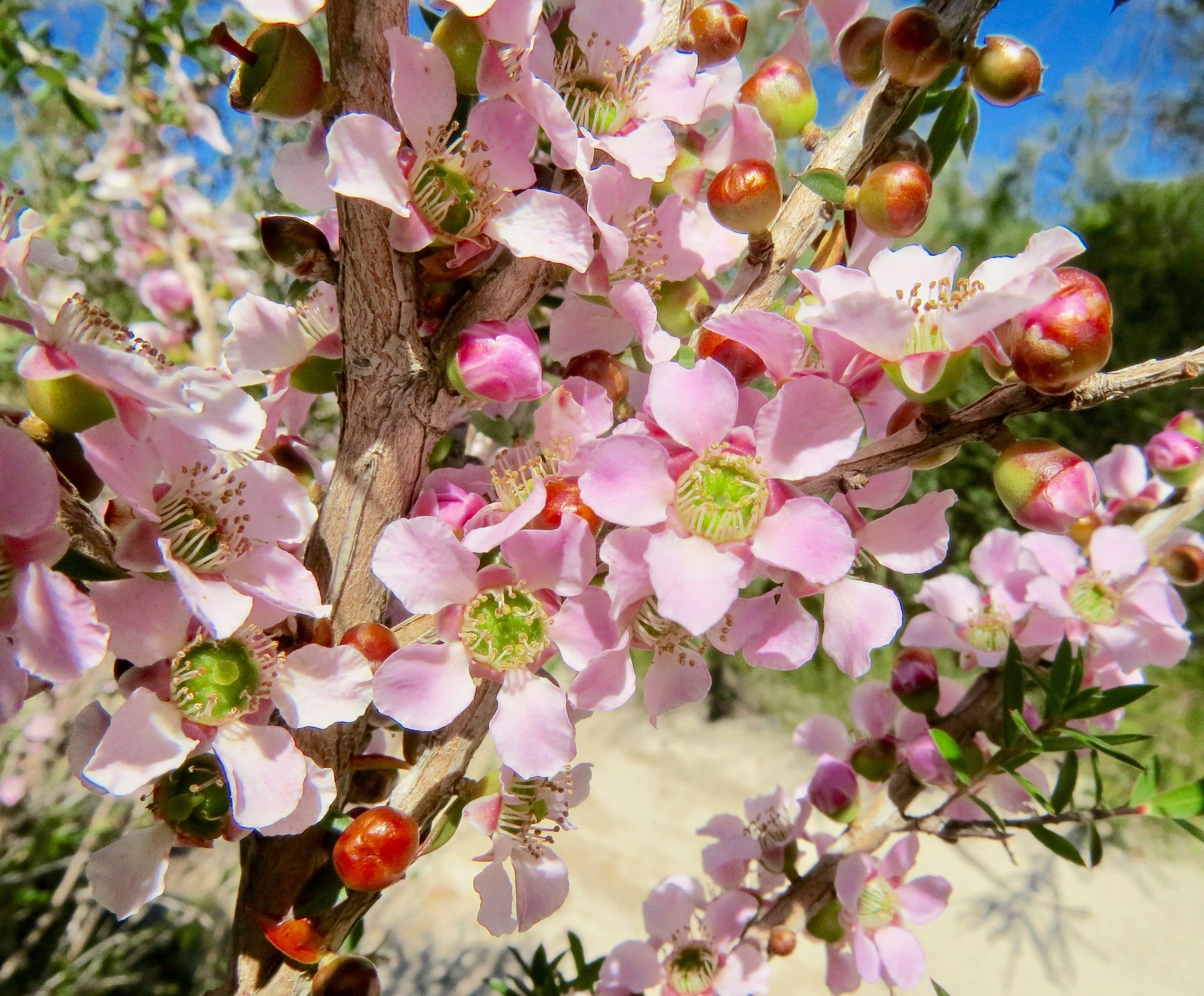 Tea Tree Flowee Peach-Flowered Tea-Tree – Australian Bush Flower Essences