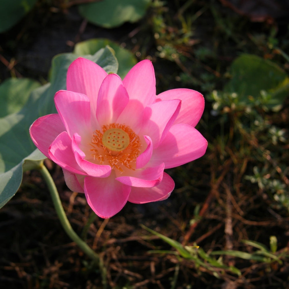 Ian's January 2026 Video Newsletter