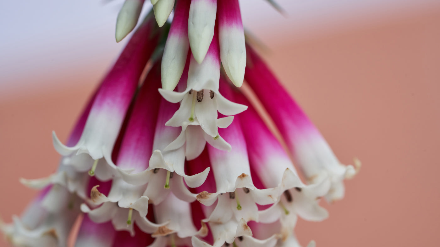 Ian's June 2023 Video Newsletter