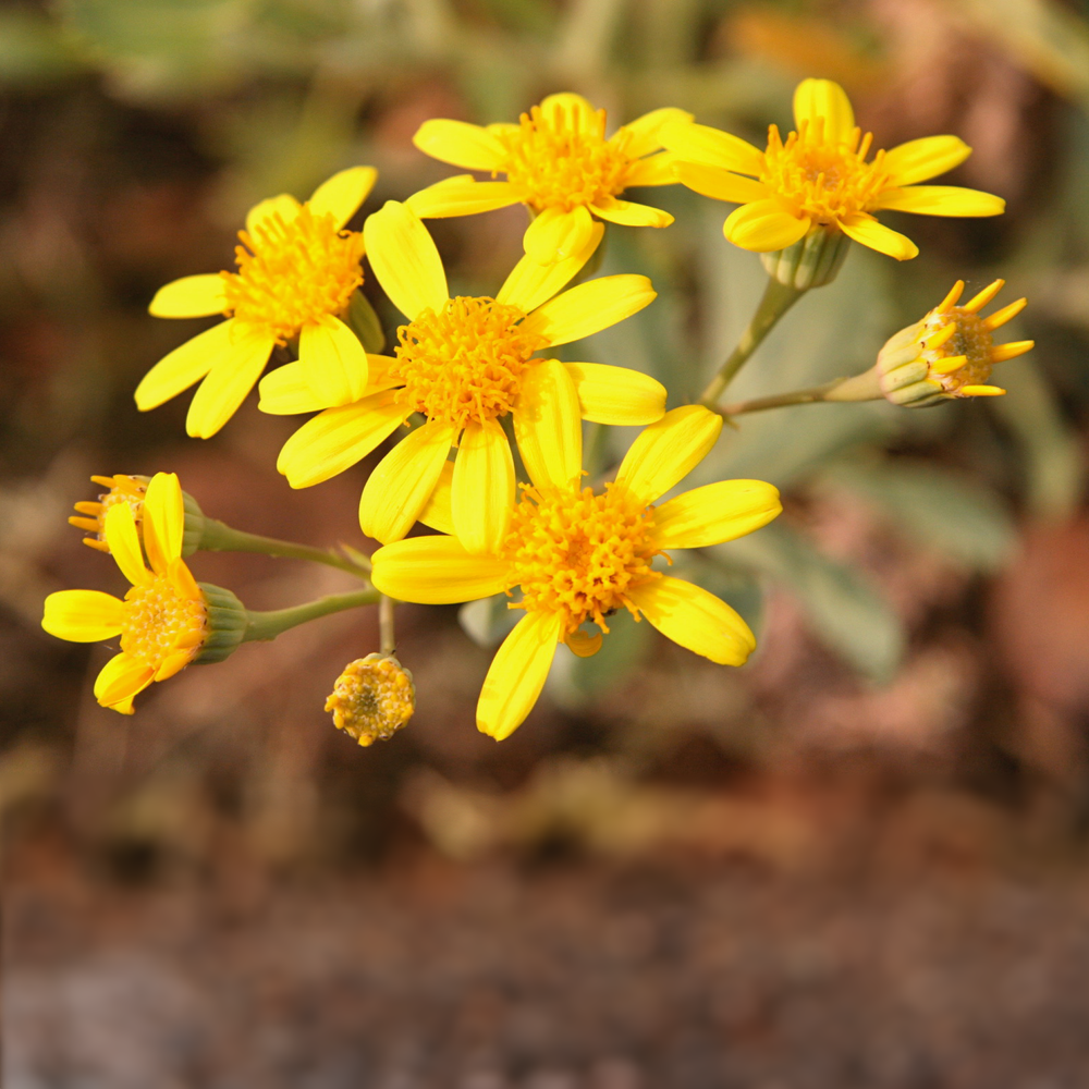 Ian’s May 2024 Video Newsletter