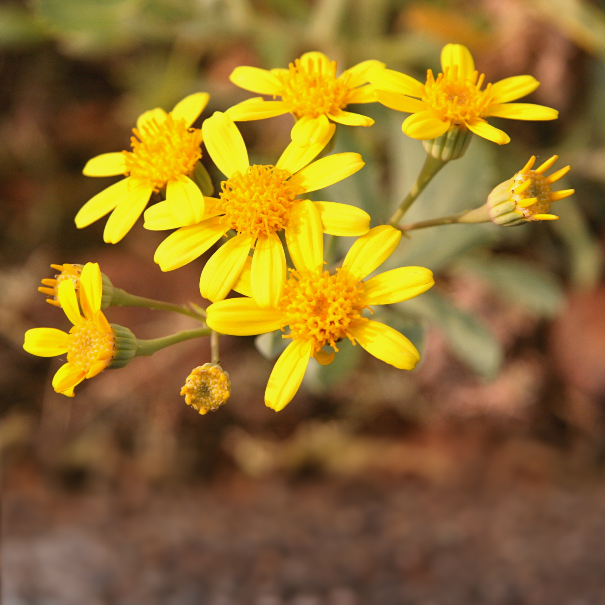 Ian’s May 2024 Video Newsletter