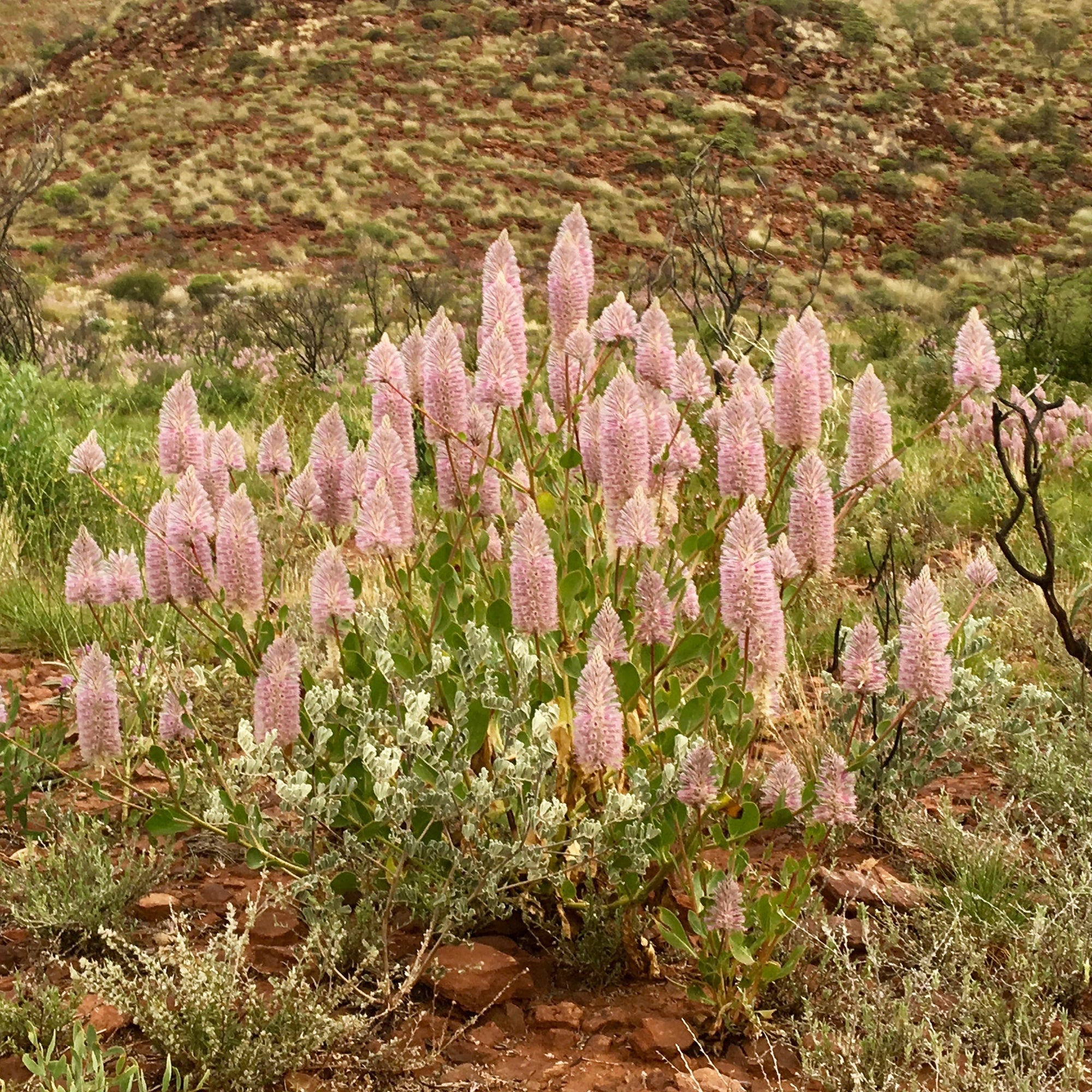 Ian #39 s November 2022 Newsletter Australian Bush Flower Essences