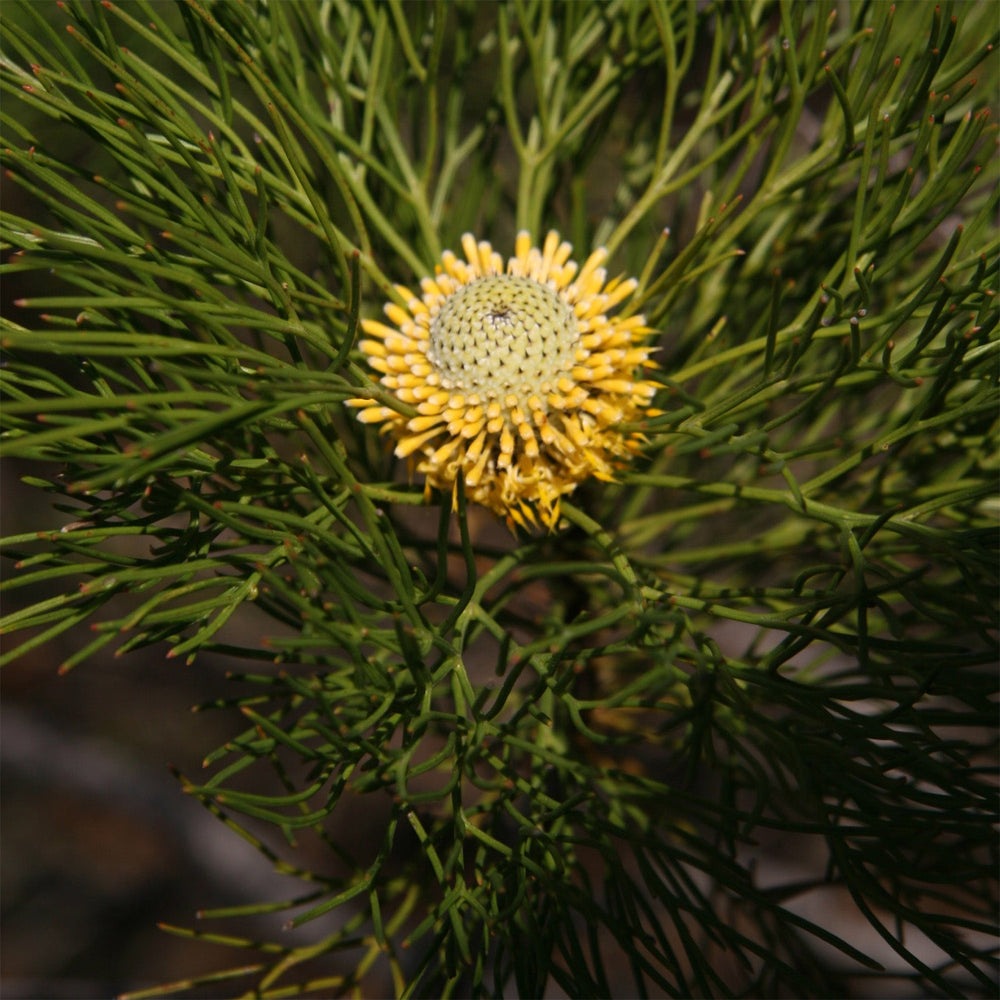 Ian's October 2023 Newsletter