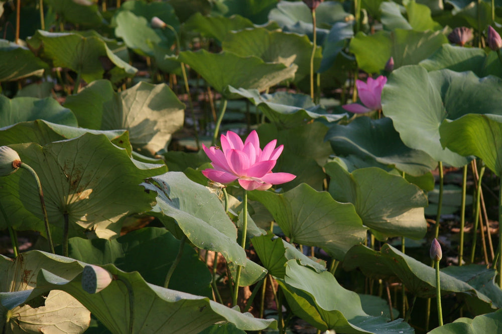 Ian's November 2024 Video Newsletter