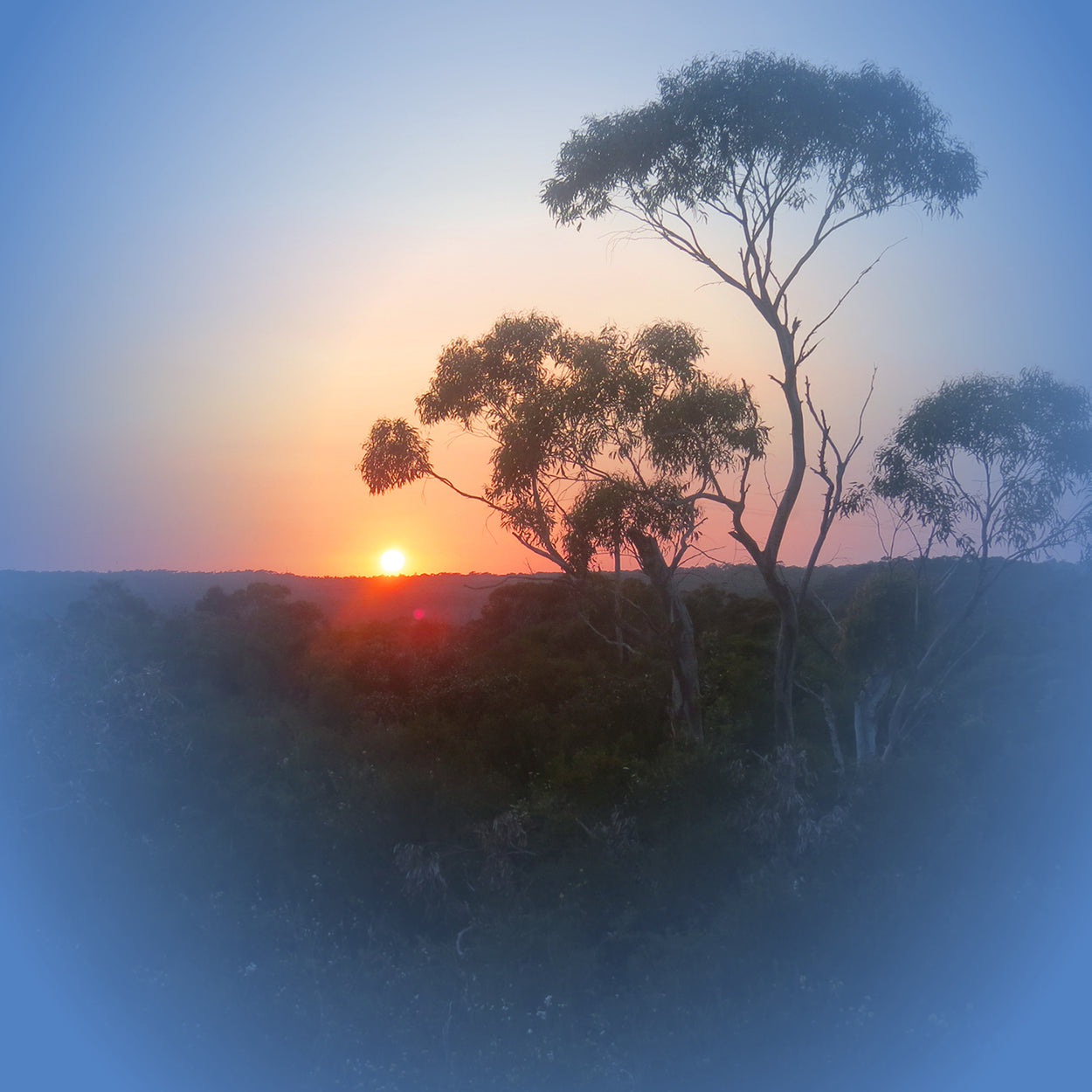 Get ready for the change in season with the Bush Essences