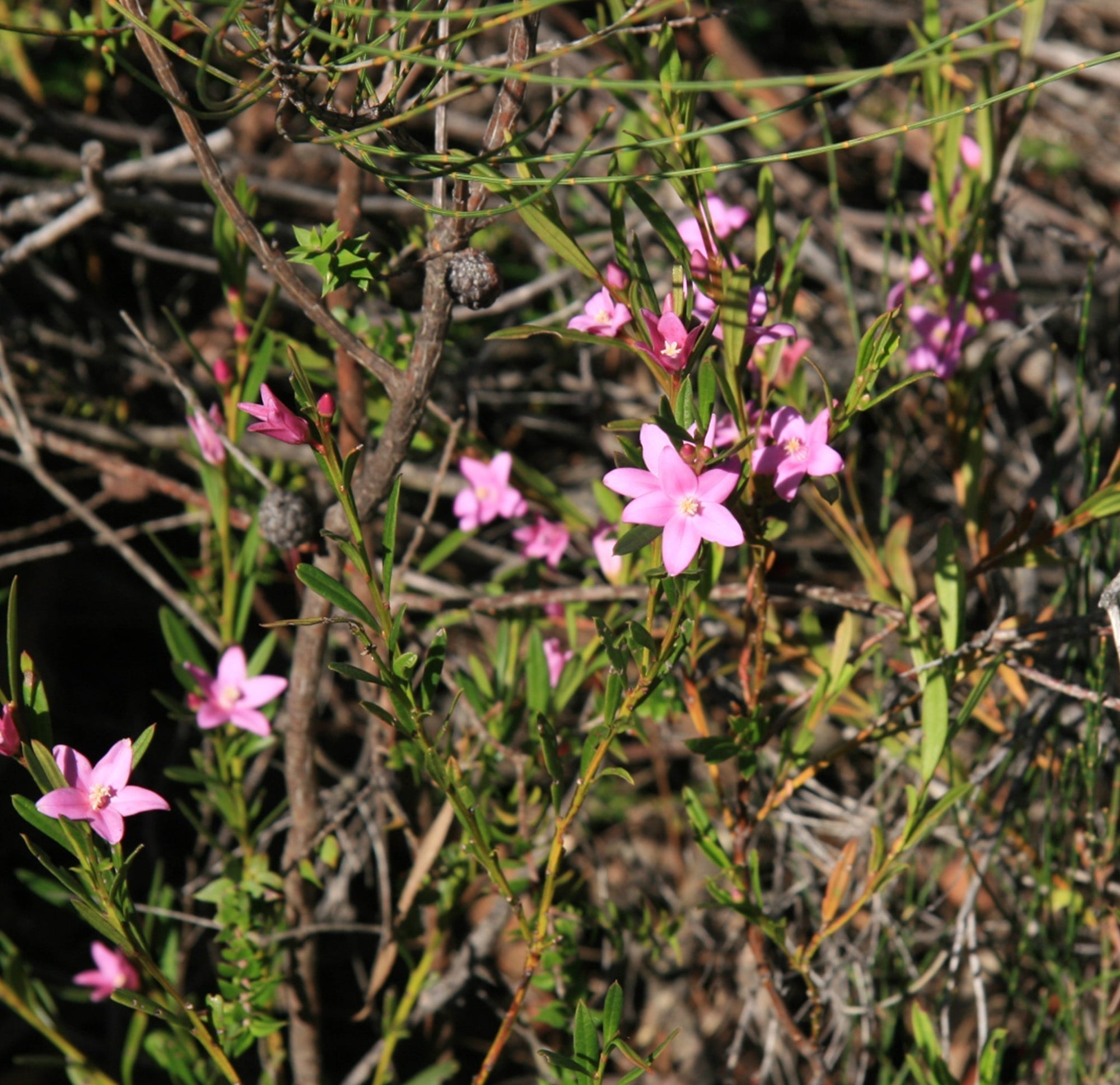 5 Powerful Ways to Use Your Bush Essences