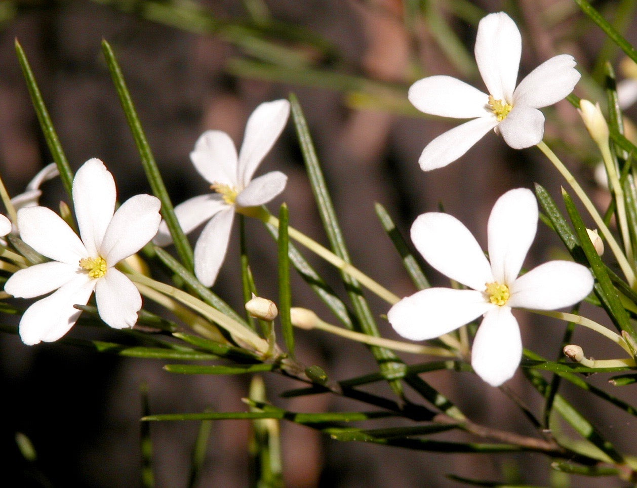What the Petals Reveal