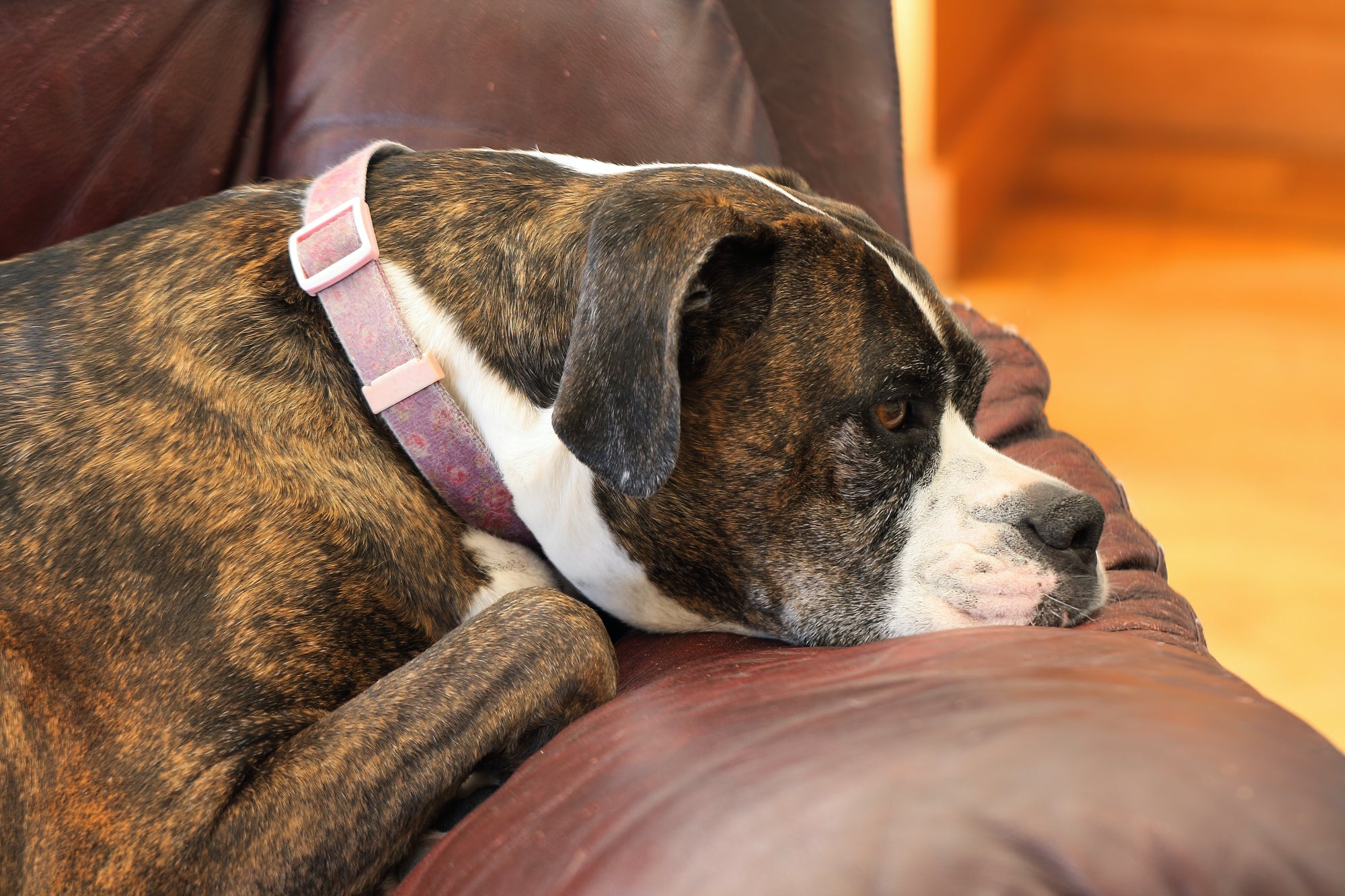 Helping your dog’s anxiety with ABFE
