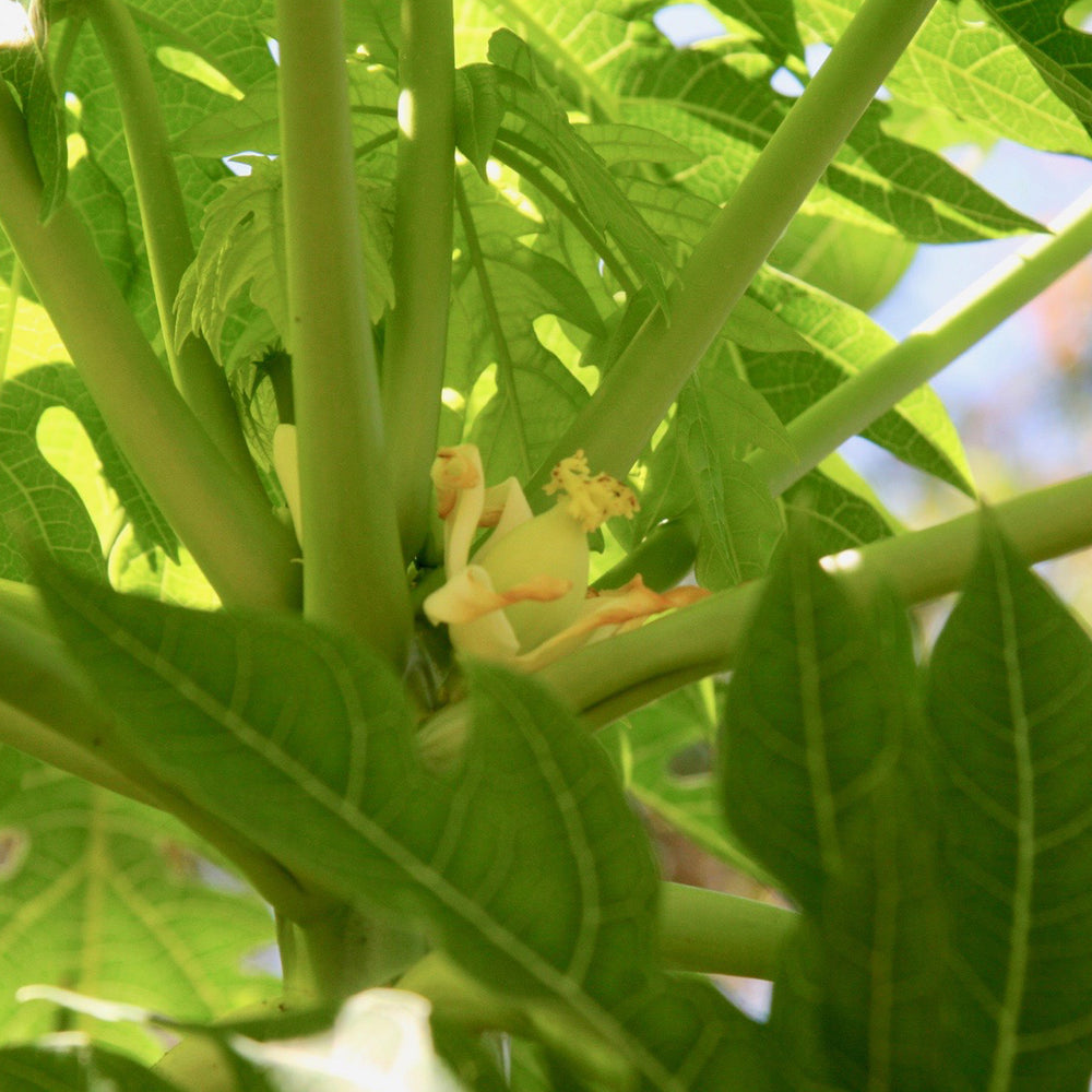 A 40-Year Journey Through the Bush Essences: The 1980s