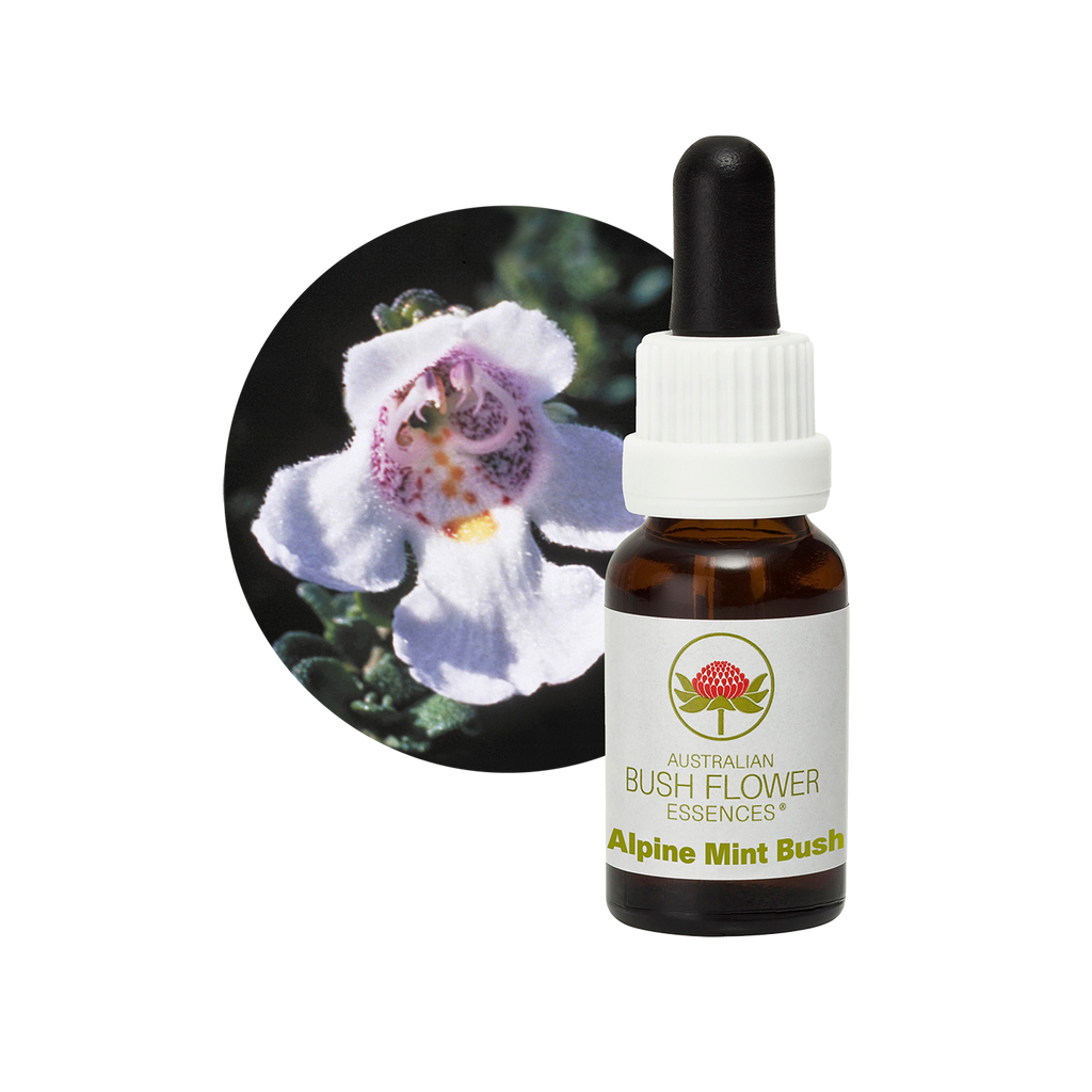 Alpine Mint Bush - Australia – Australian Bush Flower Essences