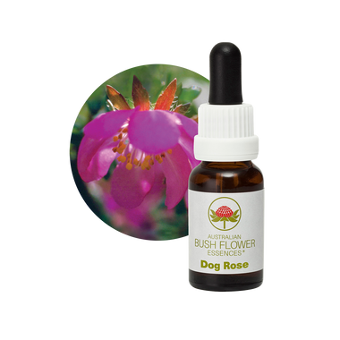 Dog Rose - Australia