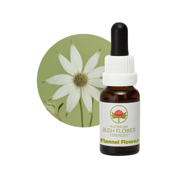Flannel Flower Bush Essence – Australian Bush Flower Essences