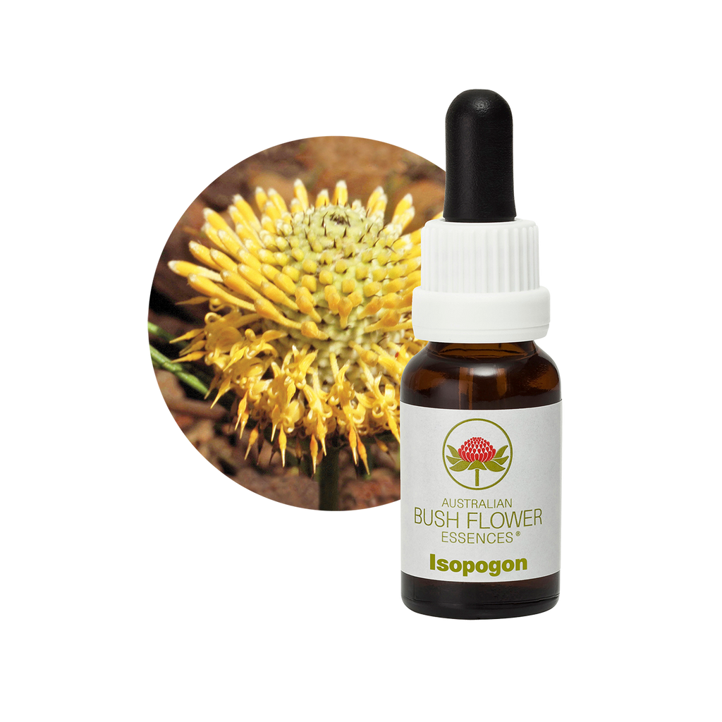 Isopogon - Australia – Australian Bush Flower Essences