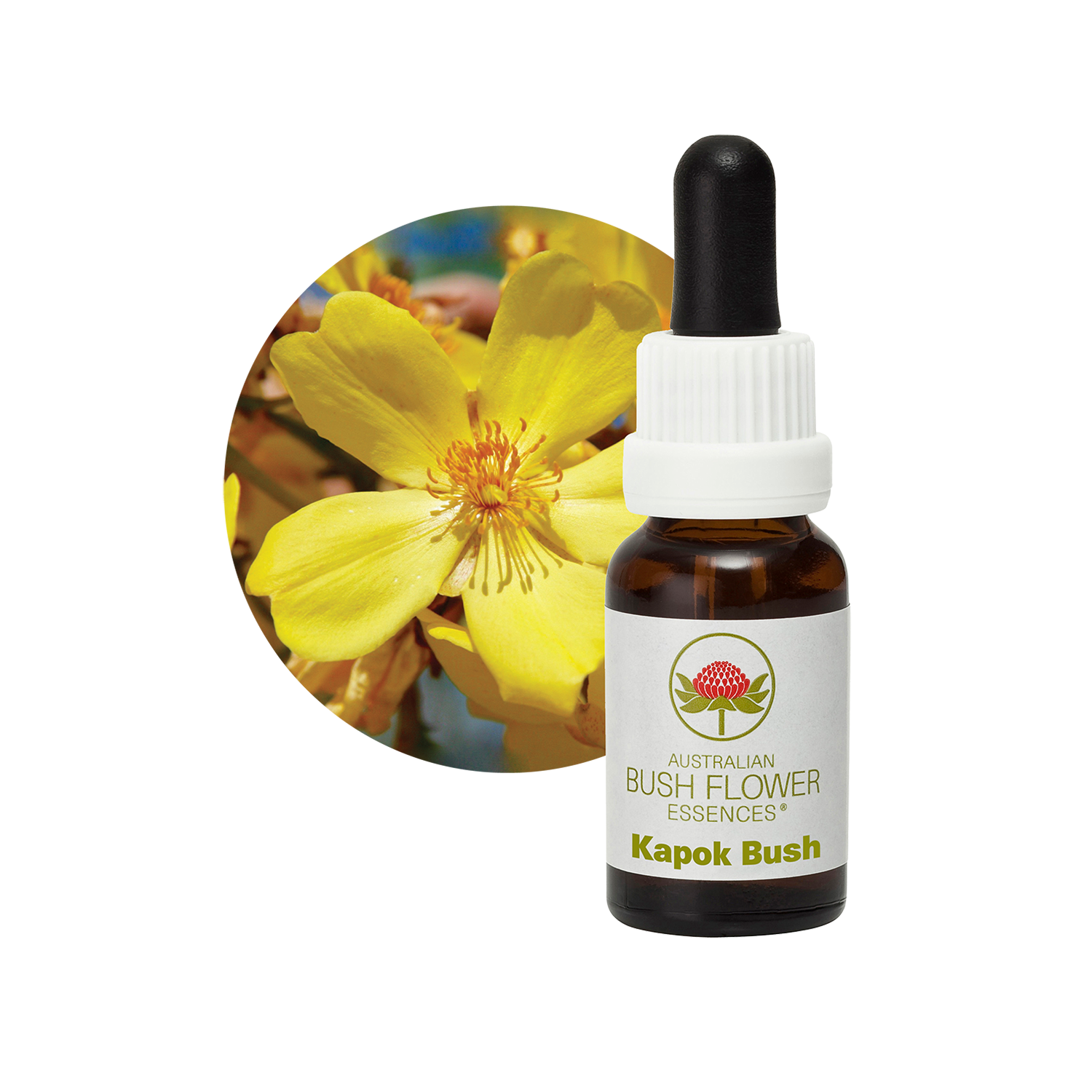Kapok Bush - Australia – Australian Bush Flower Essences