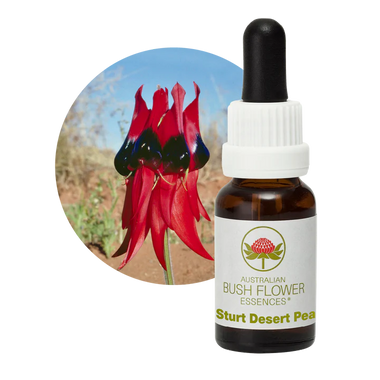 Sturt Desert Pea