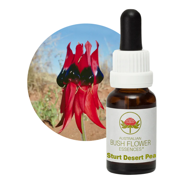 Sturt Desert Pea