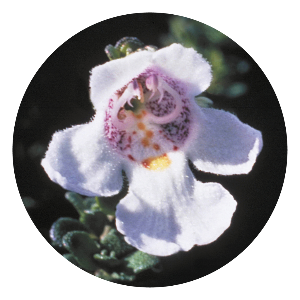 Alpine Mint Bush - Australia – Australian Bush Flower Essences