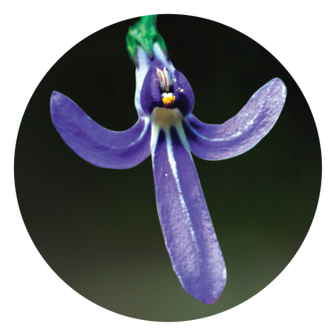 Angelsword - Australia