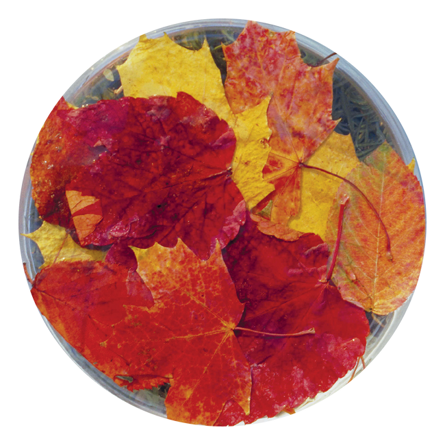 Autumn Leaves