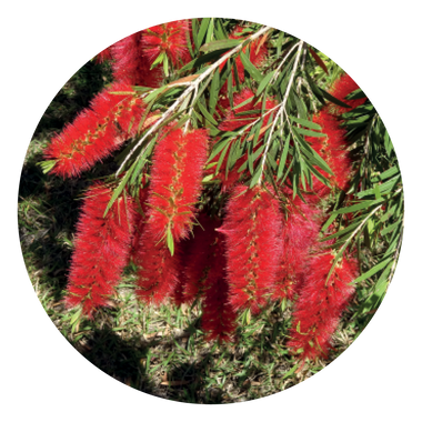 Bottlebrush - Australia