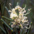 Dagger Hakea