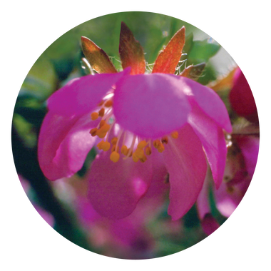 Dog Rose - Australia