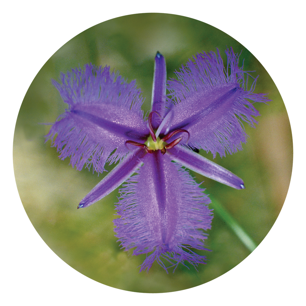 Fringed Violet - Australia – Australian Bush Flower Essences