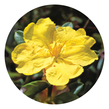 Hibbertia - Australia