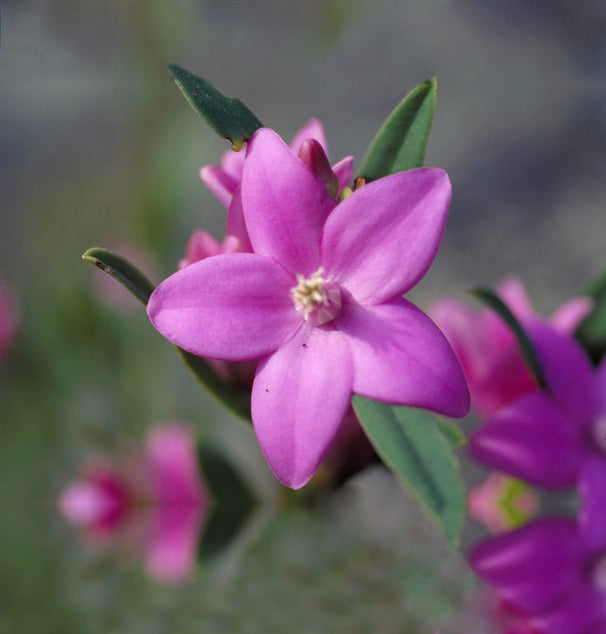gymea lily flower essence Gymea Lily Bush Flower Essence – Australian Bush Flower Essences