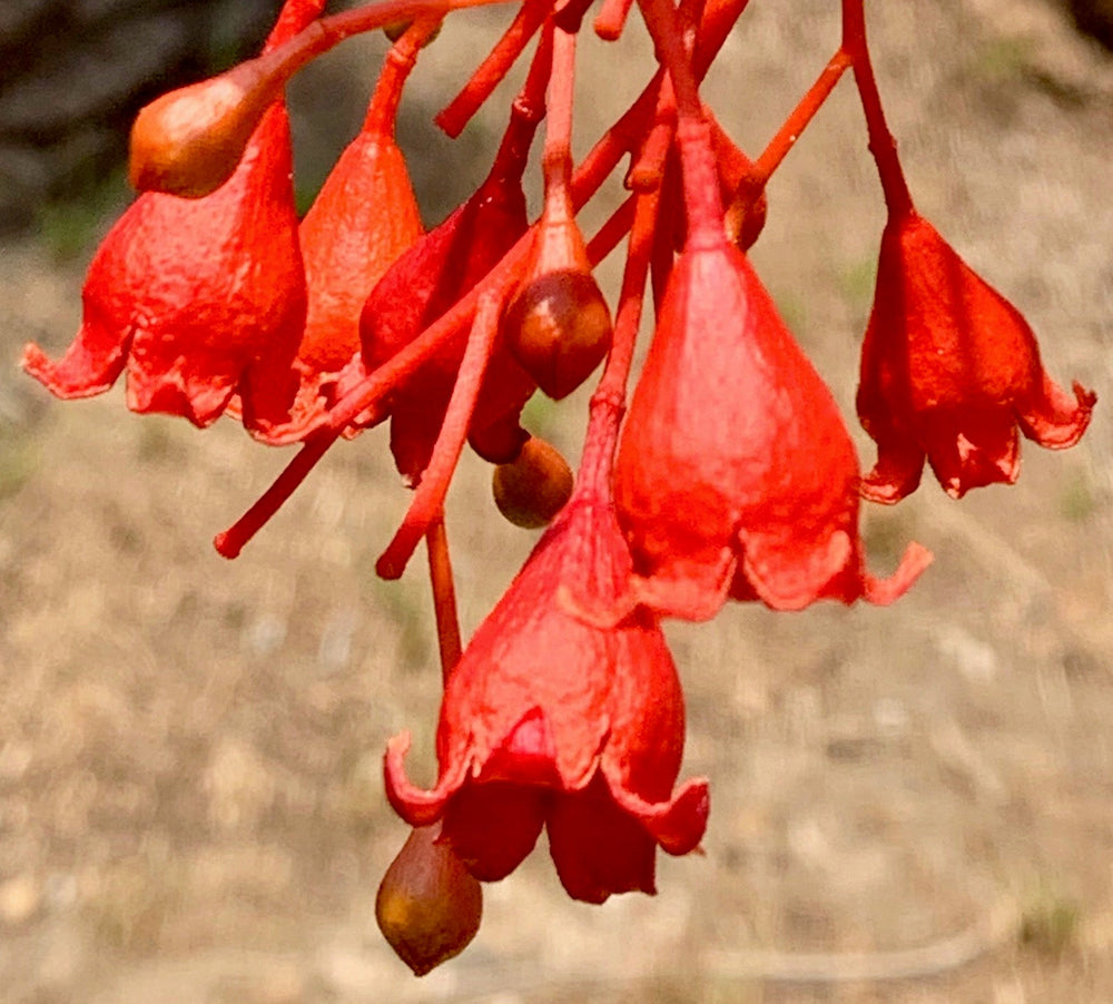 Illawarra Flame Tree