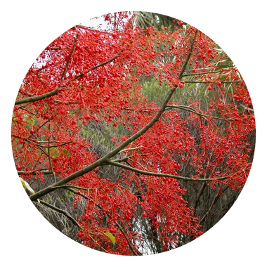 Illawarra Flame Tree - Australia