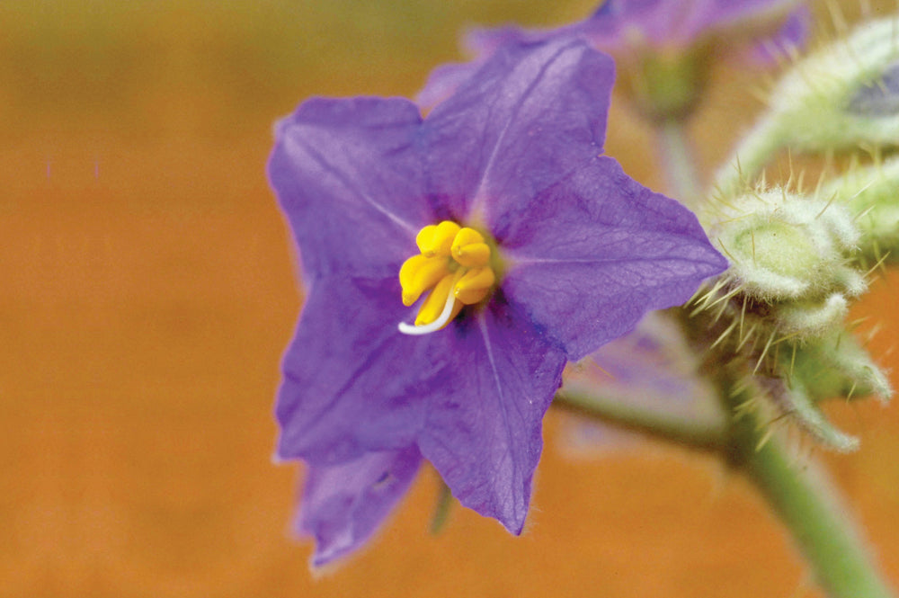 Wild Potato Bush