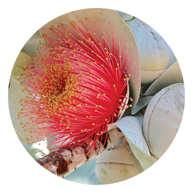Macrocarpa - Australia