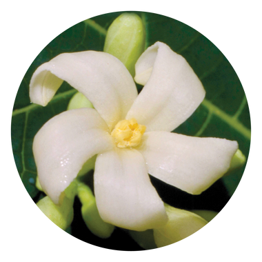 Paw Paw - Australia